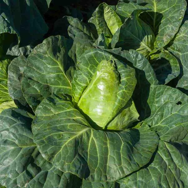 Potagères - Chou Blanc Cœur de Bœuf Moyen de la Halle - face recto